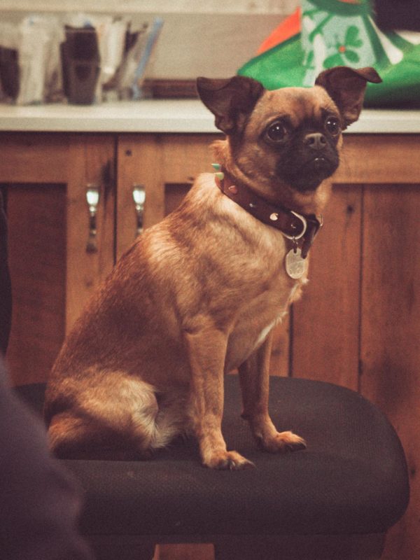 Winnie the Bohemian Tattoo Arts Dog